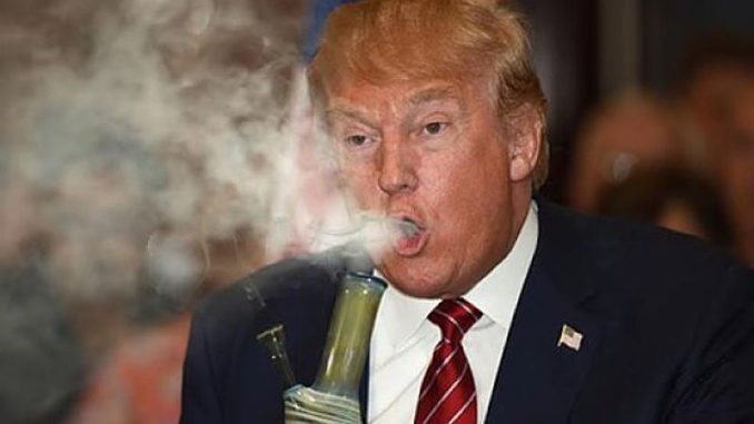 Donald Trump marijuana